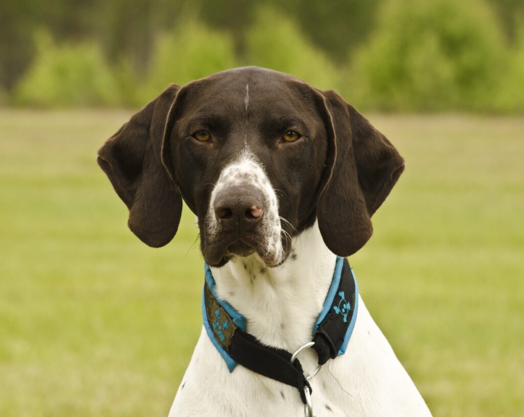 dog with brown markings & white body