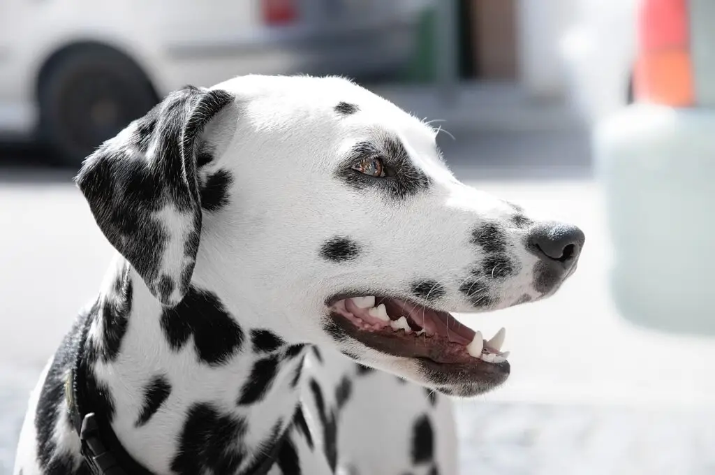 Dalmation picture