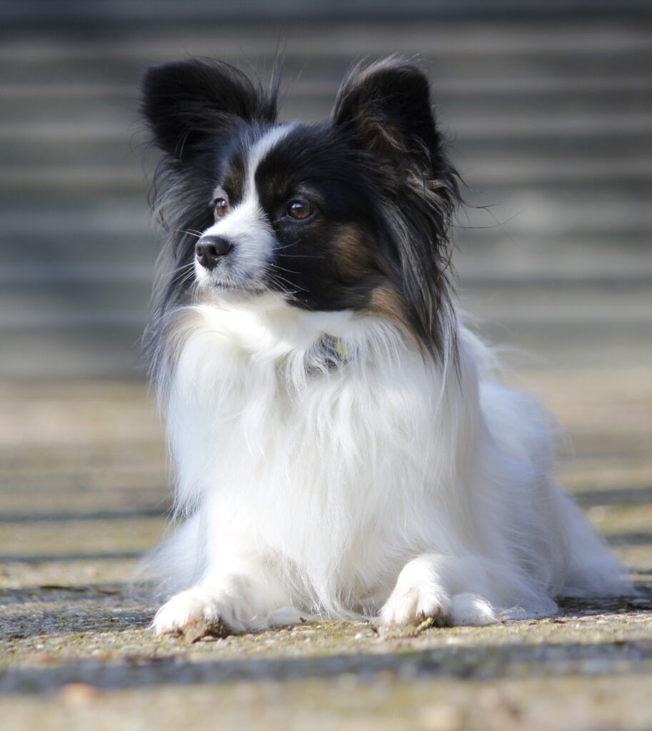 Black and White dog